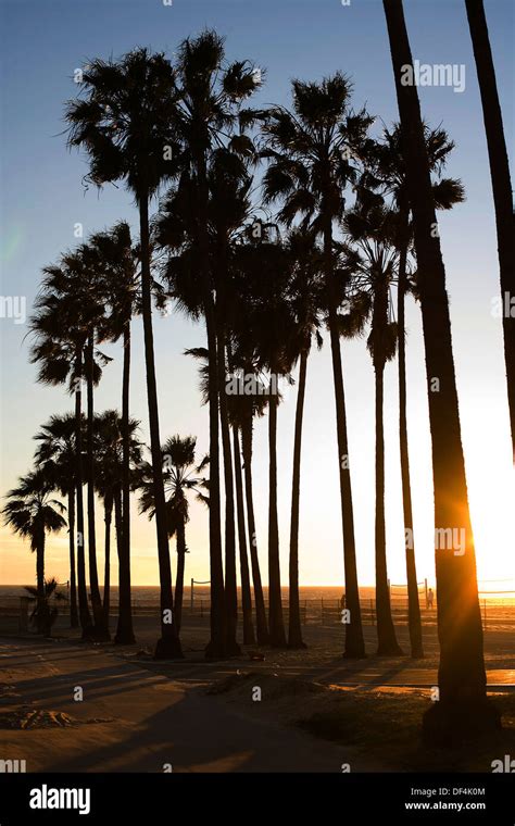 Palm Trees Along Beach Venice California Usa Stock Photo Alamy