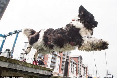Meet The Pooches With Superpowers Who Can Rescue 10 People