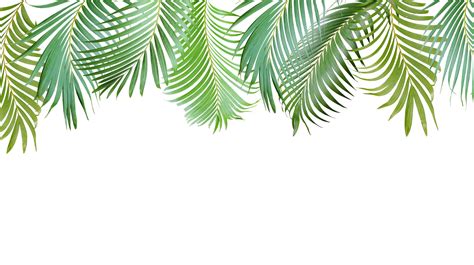 Palmeira Verde Tropical Deixa A árvore Isolada Em Fundo Transparente