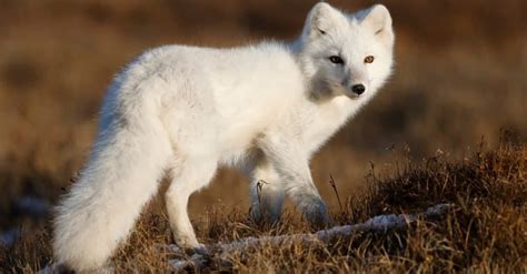 Discover The 13 Most Beautiful Wild Animals In The United States