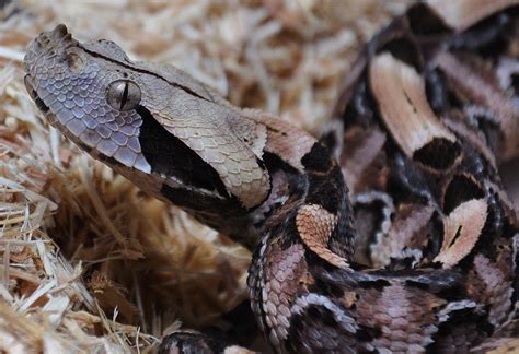 Top 10 Gaboon Viper Facts One Of The Largest Vipers