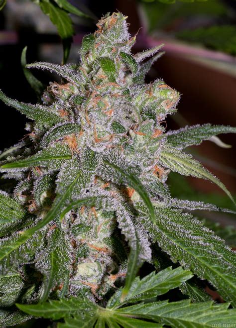 Sweet tooth for you, i'm wide awake the sugar went straight to my brain feel like a kid, i double tap my chest with my fist i like you say it back say it back. Strain-Gallery: Sweet Tooth 3 BX1 (Alpine-Seeds) PIC #07111118510068003 by alpineseeds1