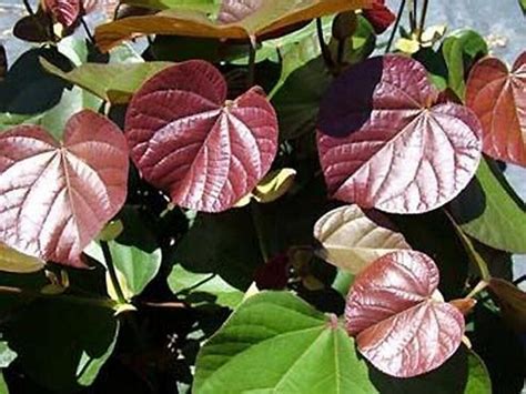 Tiliaceus Rubra Cotton Wood Native Hibiscus 250mm Pot Vn