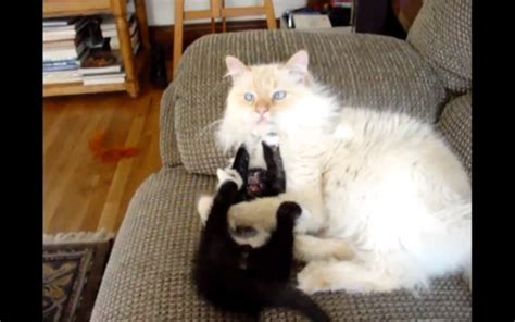 Naughty Kitten Annoys Sleeping Cat Video Huffpost