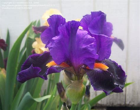 Plantfiles Pictures Tall Bearded Iris Witchs Wand Iris By Tntigger