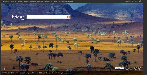 Todays Bing Front Page Photo Looks Like Bismarckias In The Wild