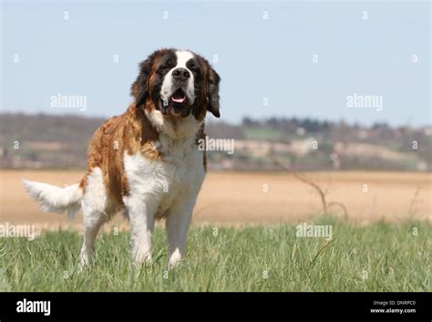 Dog Saint Bernard Longhaired Adult Standing In A Meadow Stock Photo Alamy