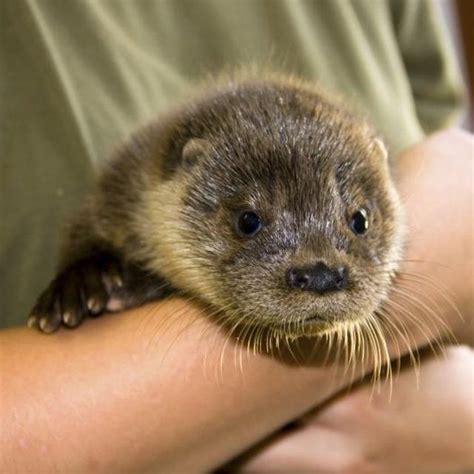 Zoologists may specialize in working with certain animals. | Animal