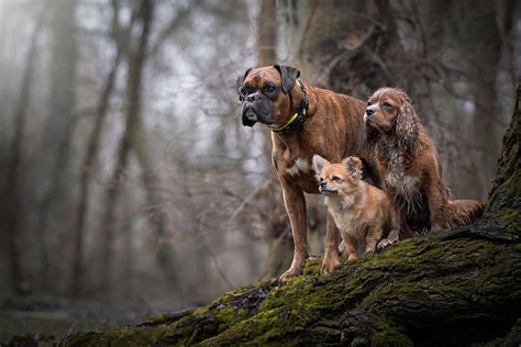 Dog Gang Photograph By Tamas Szarka Pixels