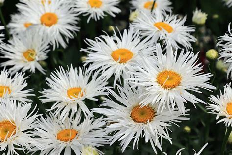 Why Shasta Daisies May Fail To Bloom And What To Do About It