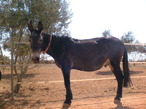 Cruza De Yegua Y Burro