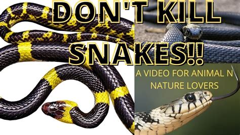 Dont Killsave Snakesprotect Wildliferespect All Organismsfood