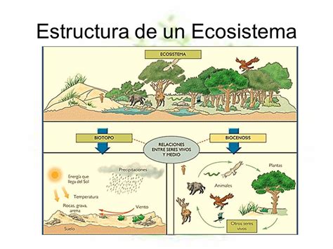 Infografia De La Composicion De Un Ecosistema Ecosist Vrogue Co