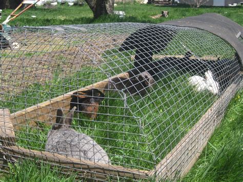 Dollyrockfarm I Dont Care For Mowing The Lawnpart 1 Rabbit Farm