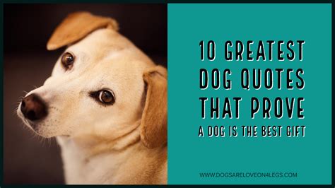 10 Greatest Dog Quotes That Prove A Dog Is The Best T Dogs Are