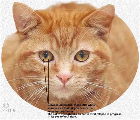 Here's a picture of a cat with one eye, the other lost to an early. Pin on Cat Care Related