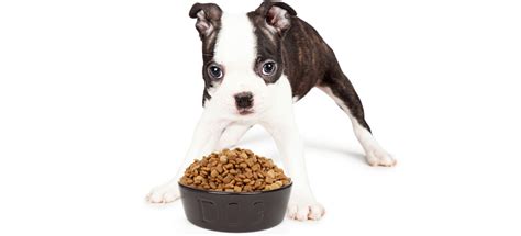 The blue buffalo limited ingredient dog food is made for those dogs with allergies or sensitivities, great for boston terriers. Best Dog Food for Boston Terriers (Review & Buying Guide ...