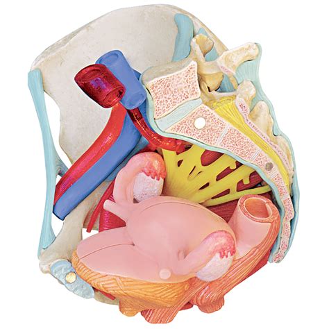 Diagram of the structure of the pelvic organs. Childbirth Education Products | Childbirth Graphics