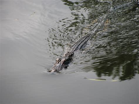 Places To See Alligators On The Florida Gulf Coast