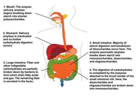 Digestion And Absorption Of Carbohydrates Human Nutrition