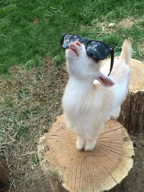 Cute Goat With Glasses Goats