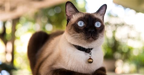 Gatto Siamese Caratteristiche E Particolarità Croccantini Per Gatti