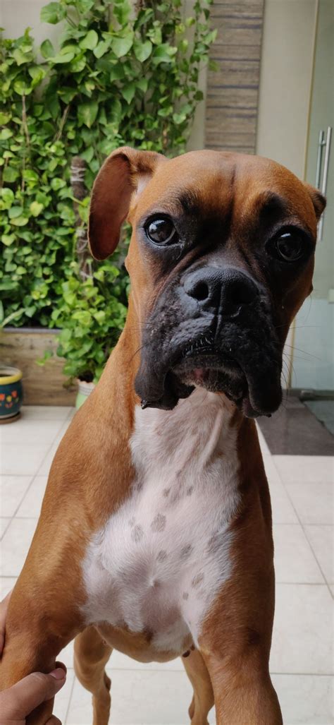 9 Reasons Why Everyone Loves A Boxer Sonderlives