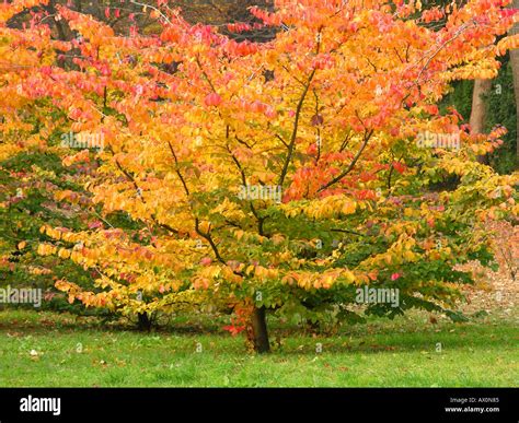 Beech Tree Sapling Turning Red And Yellow In Autumn Fagus Sylvatica