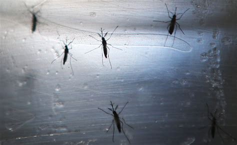 florida has at least four reported cases of locally transmitted zika virus new york daily news