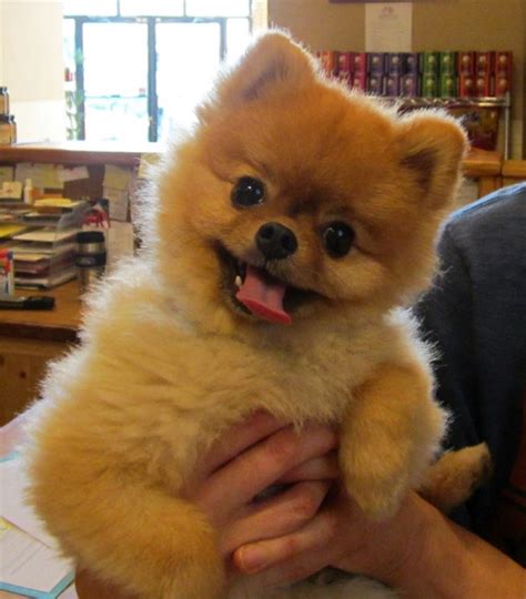 14 Signs You Are A Crazy Pomeranian Person