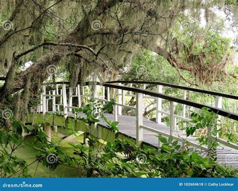 Bridge At Magnolia Plantation In Charleston Sc Stock Photo Image Of
