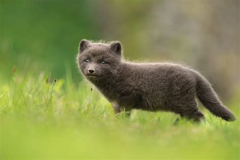 Dg Wildlife By Dalia Kvedaraite And Giedrius Stakauskas Arctic Foxes