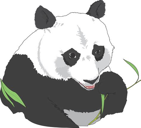 Cartoon Panda Clipart Best Clipart Best