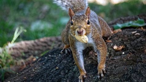 Squirrels Actually Organize Their Nut Hoard — Heres Why Howstuffworks