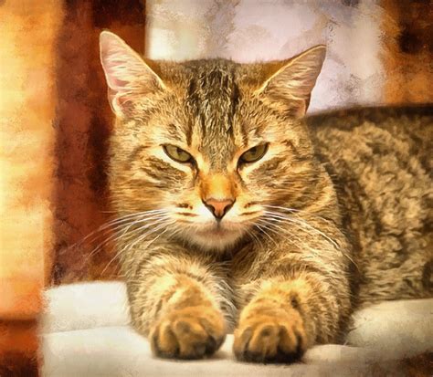 Cats smell with their mouths. Interestnig facts about cats. Cats fun Facts