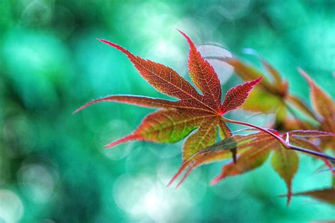 Japanese Maple Maple Leaf Leaves Plants Art Art Background Kunst