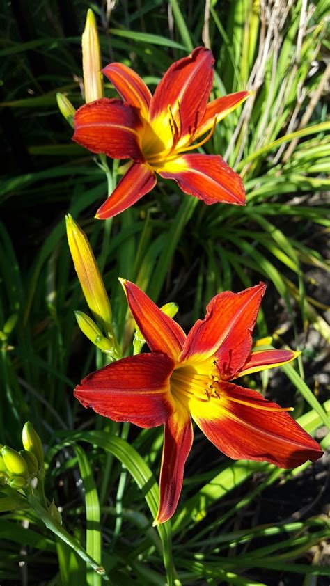 Lusty Leland Lili I Have This Day Lilies Daylilies Lily