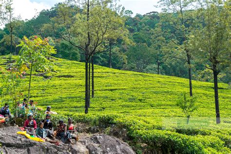 Delightful Tea Estate Tours In Sri Lanka Green Holiday