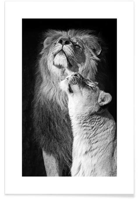 Verliefde Leeuwen Zwart Wit Foto Poster Juniqe
