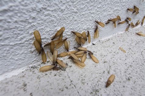 When You See Flying Termites Its Time To Call The Professionals