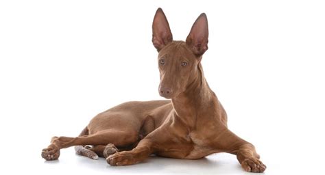 Black And Brown Dogs With Pointy Ears