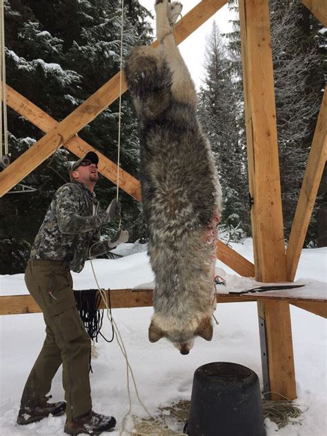 Montana Trophy Gray Wolf Hunt