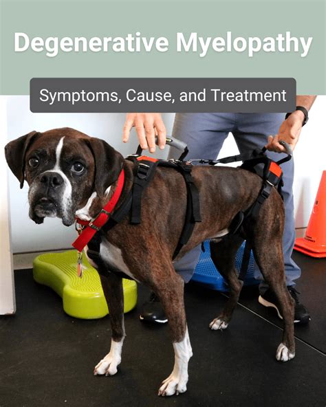 When Should You Euthanize A Dog With Degenerative Myelopathy