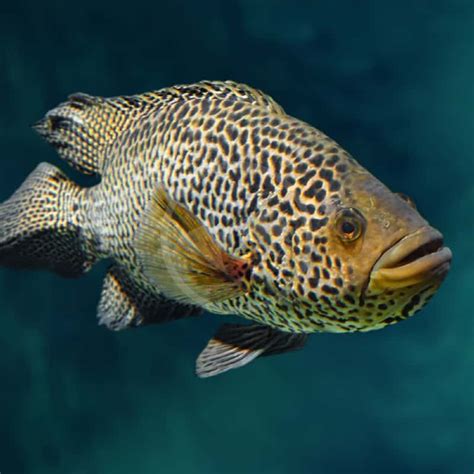 Cichlid Jaguar Managuense Parachromis Managuensis Aquatics Unlimited