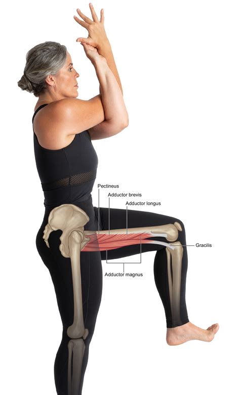 Dont Forget Your Hip Adductors In Yoga — Stacy Dockins