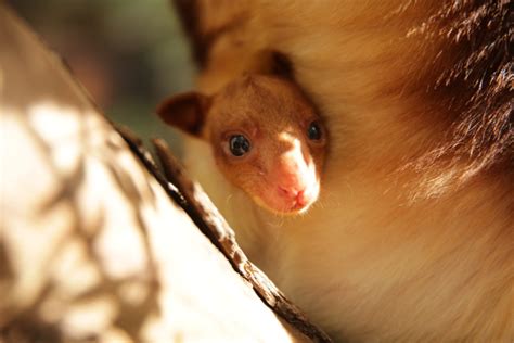 Endangered Tree Kangaroo Joey Emerges In Australia Zooborns