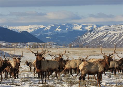 See Animals Roam The Wild West At The National Elk Refuge