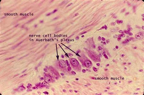 The myenteric plexus, also known as auerbach's plexus, together with meissner's plexus (submucosal plexus) forms the enteric nervous system which regulates the function of the. meissner or auerbach plexus | michellevega1973 | Flickr