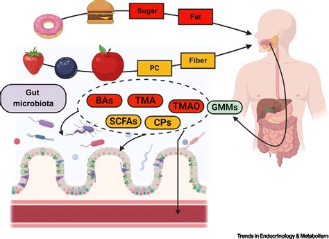 Intestinal Organoids A Tool For Modelling Dietmicrobiomehost