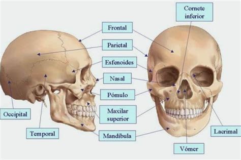 Cómo Es El Esqueleto Humano Y Sus Características
